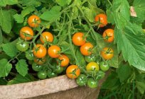 Чому обпадають квітки у помідорів? Основні причини
