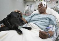 Como el perro que ayuda a la persona? Qué perro ayuda a un hombre? Como los perros ayudan a los enfermos a la gente?
