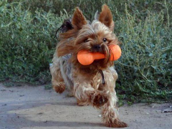training a Yorkshire Terrier