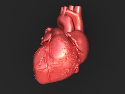 провідна система серця