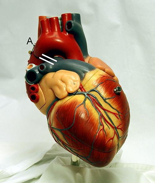  która rozgrywa system serca. Fizjologia
