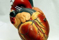Conducting system of the heart: structure, function and anatomical-physiological features