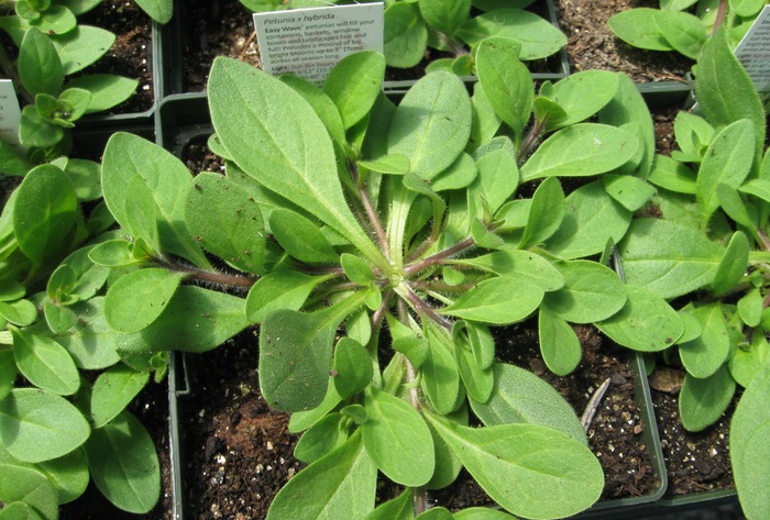 Seedlings that do not require pridobivanje
