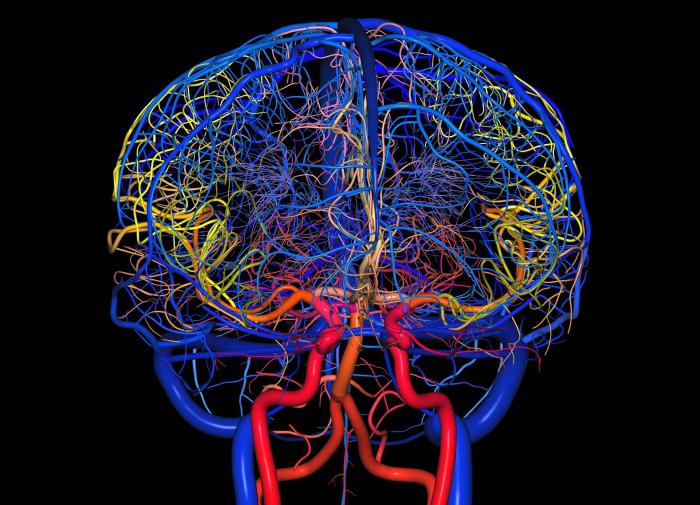 المخدرات على الأوعية الدموية في الدماغ