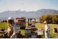 Промислове бджільництво - що необхідно? Товари для бджільництва. Курси бджільництва