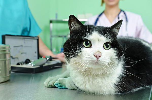 urethrostomy in cats consequences