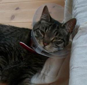 what to feed cat after surgery, urethrostomy
