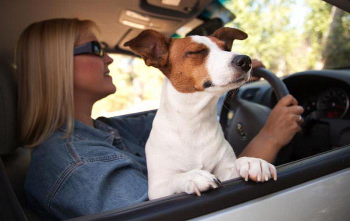 пристосування для перевезення собак в машині