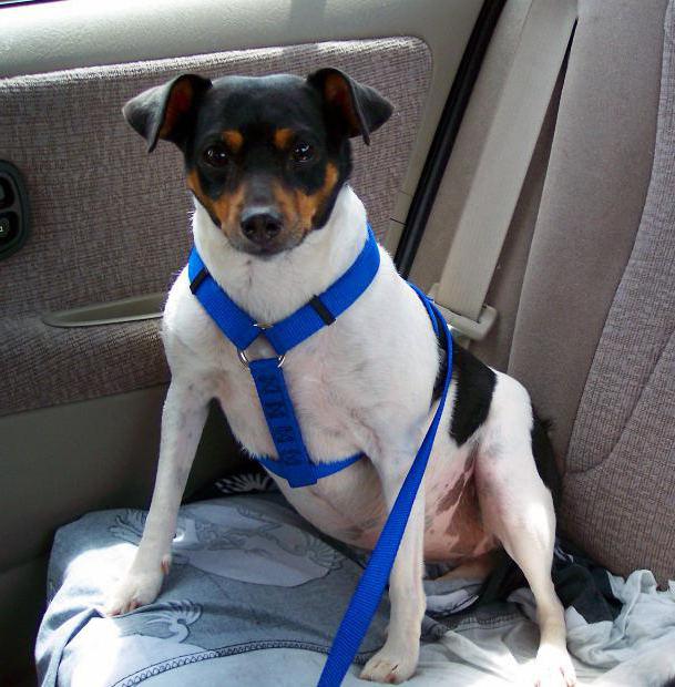 Regeln für den Transport von Hunden im Auto