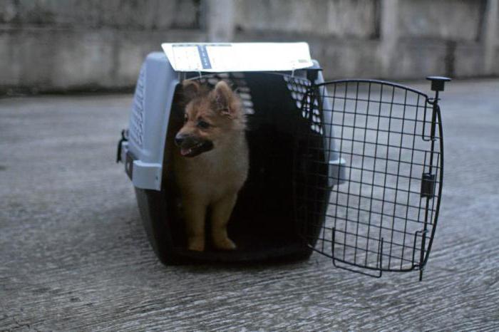 Hängematte für den Transport von Hunden im Auto