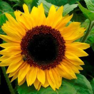der Gebrauch der gerösteten Samen der Sonnenblume