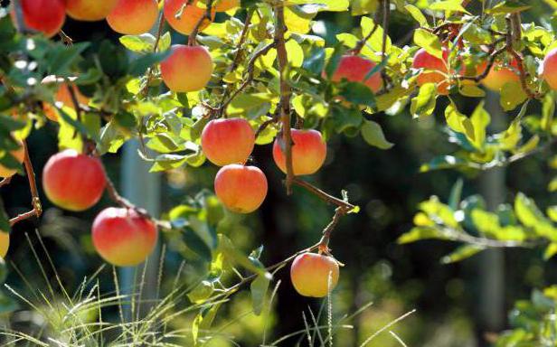 grafting Apple trees in August