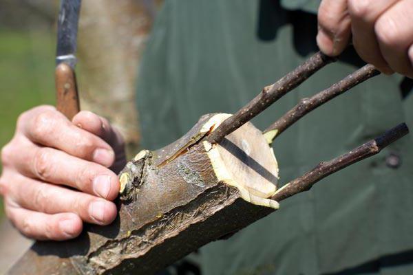 technology of grafting Apple trees in August
