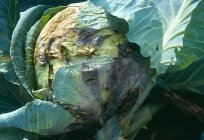 Diseases of cabbage and its control. Tips