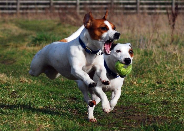 jack russell terrier dog