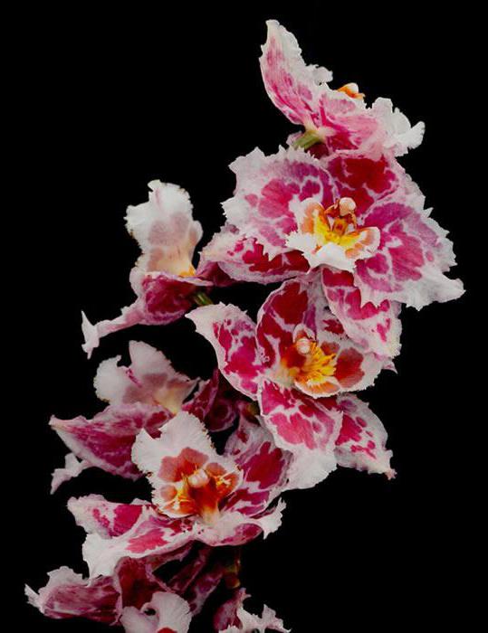 orchidea онцидиум opieki w warunkach domowych