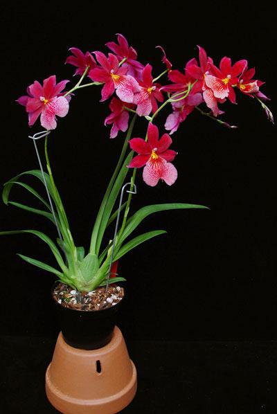  orchidea онцидиум opieki w warunkach domowych zdjęcia