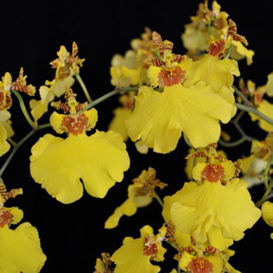 oncidium amarelo cuidados domésticos
