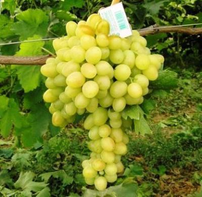 las uvas de arcadia, en la descripción de las variedades de fotos de los clientes