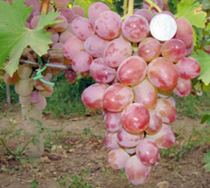 winogrona Arkadia opis odmiany zdjęcie