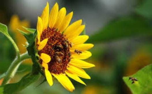 die nützlichen Sorten von Honig