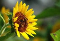 Was ist die nützlichste alle Arten von Honig aus? Informationen über die Sorten und deren Verwendung