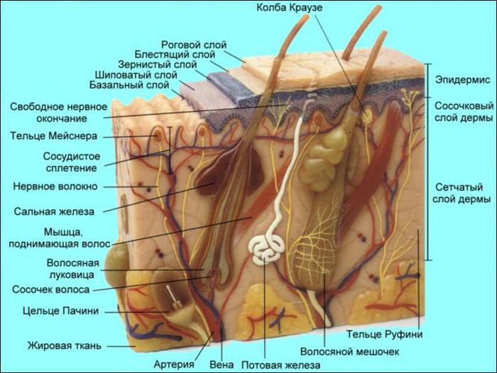 a função dos receptores da pele