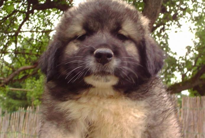 kaukasischen Schäferhund Welpen Foto