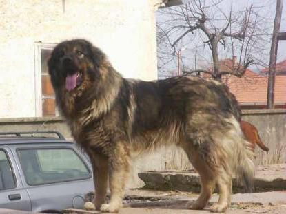Kaukasischer Schäferhund