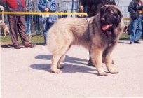 Caucasian Shepherd: character, prices, photos and reviews