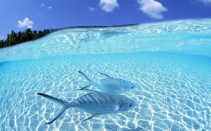 Traumdeutung sauberes klares Wasser mit Fischen