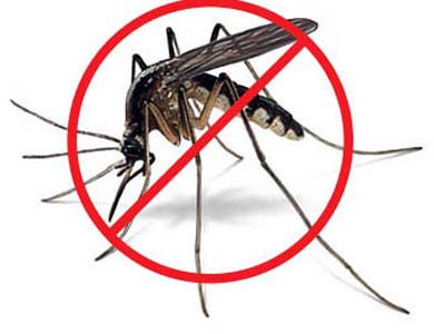 ¿cuánto vive después de la picadura de un mosquito