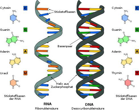 的处理RNA