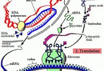 处理...处理RNA(修改后的RNA)