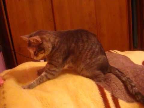 cat tramples with paws