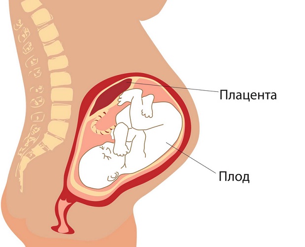 a função da placenta