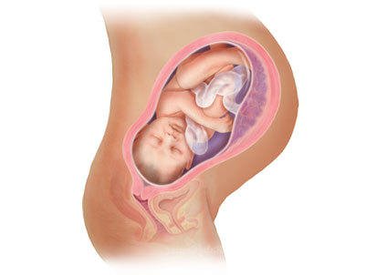 Periods of intrauterine development