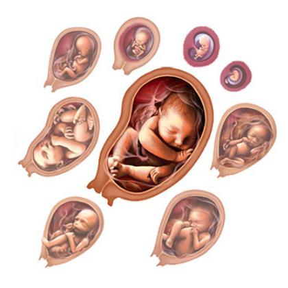 Prenatal period of child development