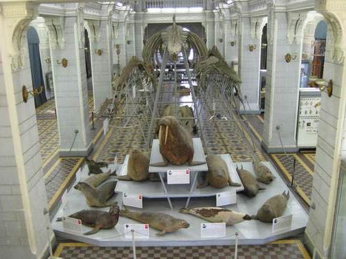 зоологічний музей санкт-петербург