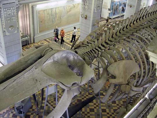 зоологічний музей санкт петербург фото