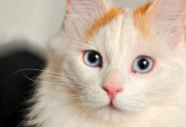 O gato da raça turco van: descrição, fotos, comentários