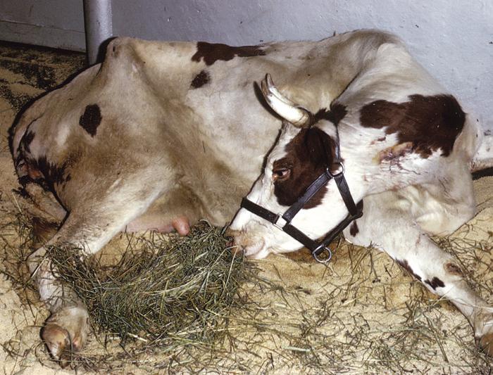 postpartum paresis cows treatment