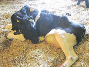 a cow after calving