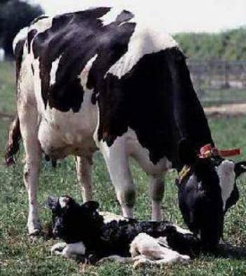 Geburtsklinik Parese bei Kühen