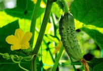Growing cucumbers on the balcony: varieties, manual