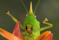 Quantos departamentos do corpo que insetos: a estrutura externa