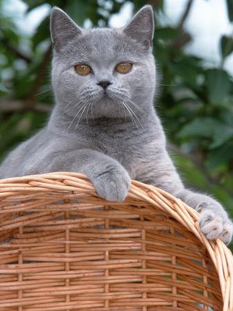 rasa brytyjski krótkowłosy koty
