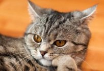 Kısa tüylü kediler: cins ve türleri