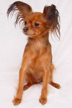 long-haired toy terrier