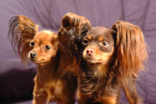 long-haired toy terrier photo